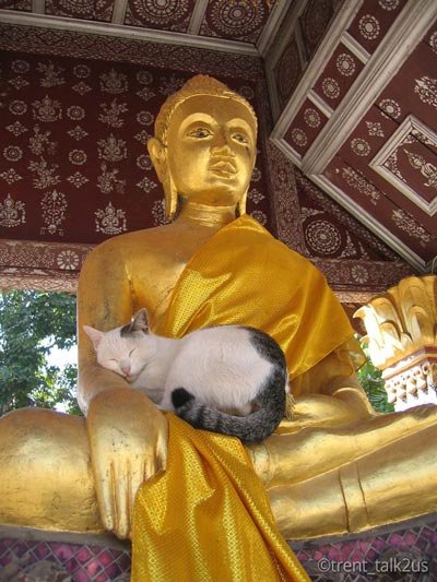 zen-and-cat