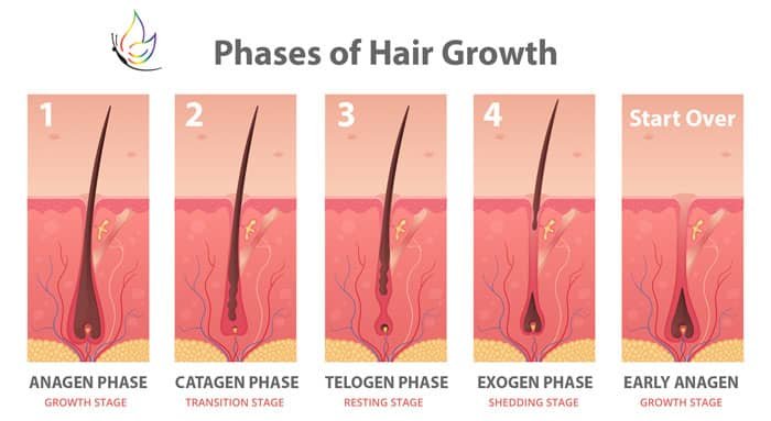 Phases of Hair Growth chart